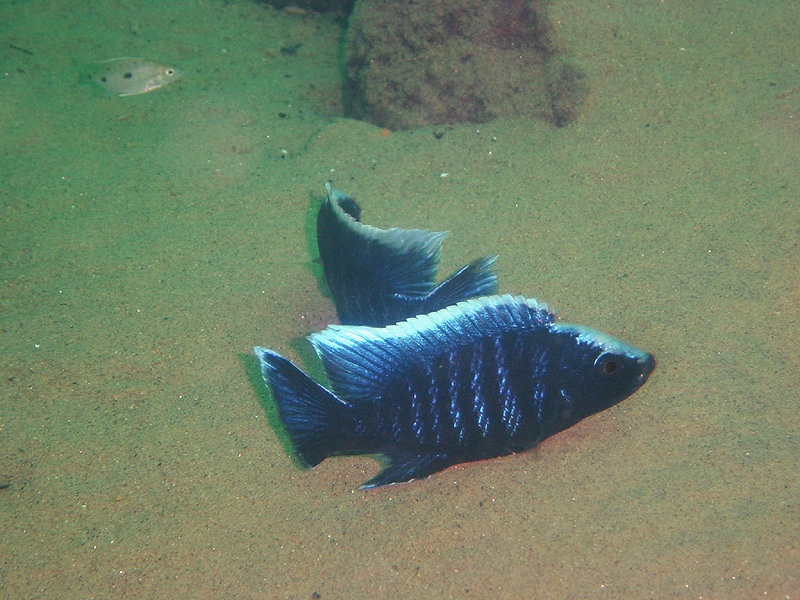 Copadichromis parvus 'Thundu'